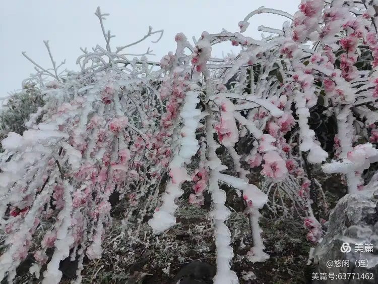 桃花雪